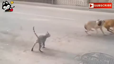 Angry cat vs dog danger fight, that's killed fight!!
