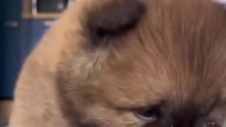 SOO CUTE - CUTE AND FUNNIES PUPPY !