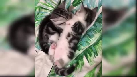 Baby Cats __ Cute and Funny Cat Videos __ Compilation