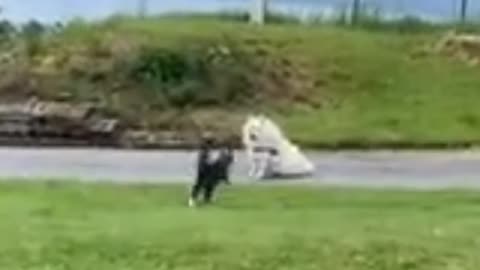 blind-cat-runs-full-speed-right-into-dog-getonlinevideos