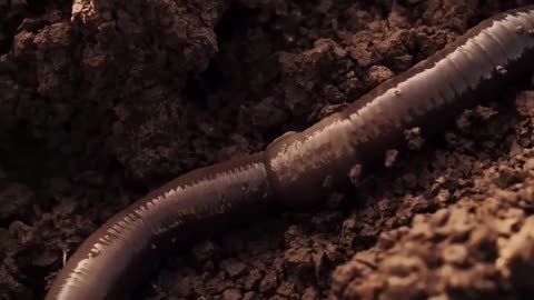 The Limitations of Earthworms: Unveiling the Hidden Potential