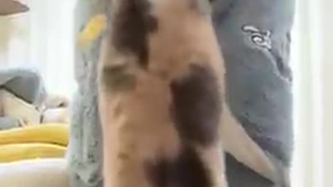 Cat helicopter #cat #cute #fyp #funnyvideos #funny #catsoftiktok