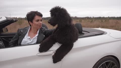 A large black poodle stands in the back seat of a convertible