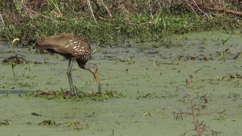 Limpkin feeding on apple snails