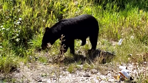 Friendly Wild Animal Encounters Caught On Camera