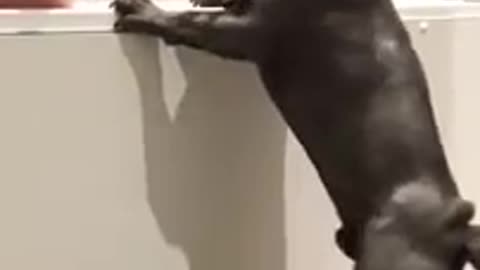 French Bulldog wants to get in his daddy's bath