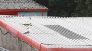 Baby seagulls find their feet