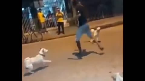 Man chasing dog. Defend against dog attack - Funny moments.