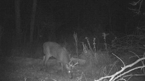 7 point buck grazing and has a buddy lurking in the background