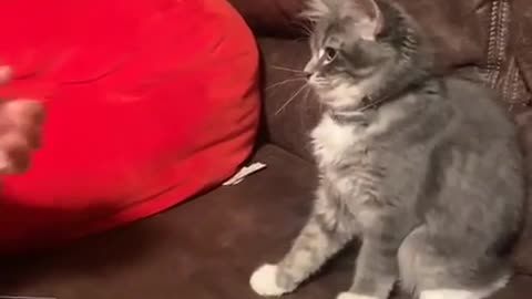 Playful Kitten Reacts to Finger Guns