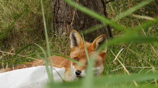 Fox Finds Phone and Flees