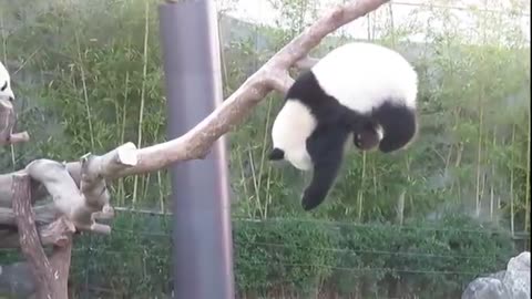 Pandas trying to make themselves extinct - Funny fails compilation