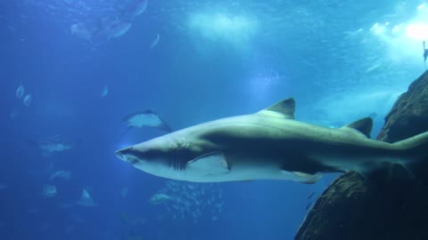 Shark Underwater Footage