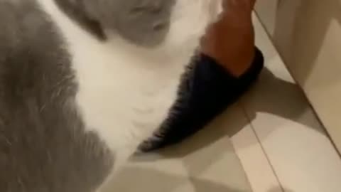Cat Kissing 😍