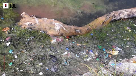 Canal nets stops pollution entering Zandvlei Estuary, Western Cape