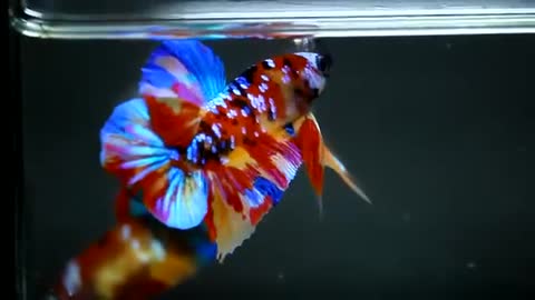 Beta fish 002