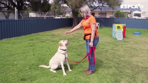 FREE DOG TRAINING SERIES – Lesson 1: how to teach your dog to sit and drop