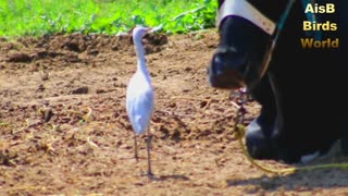 The Bird Crane/Egret is trying eat insects from Buffalo face fearless bird