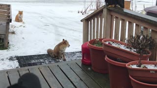 Alaskan Wildlife Greets Woman at Front Door
