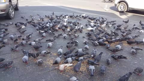 Pigeons food
