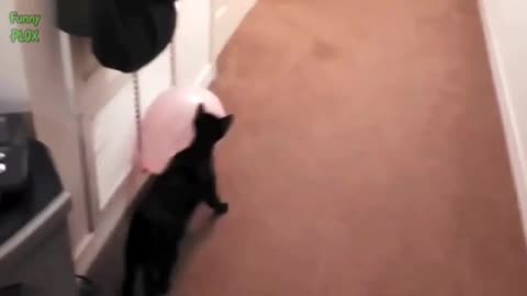 Funny cat vs balloons compilation