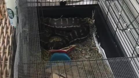Carpet Python Caged