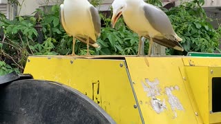 Seagulls Sound Funny Laughing