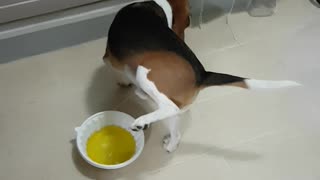 Dog Pees In Bowl