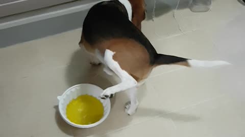 Dog Pees In Bowl