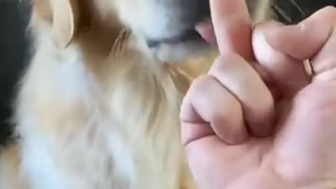 Dog reaction when showing 🖕