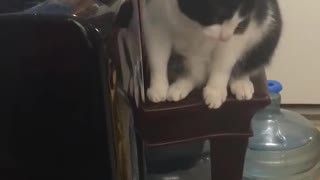 Kitty Works out How to Dispense Water