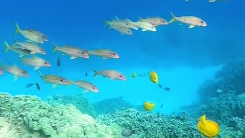 underwater#reef