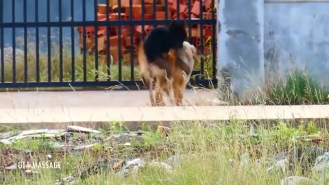 Street Dog Meeting for the Summer Season in Village