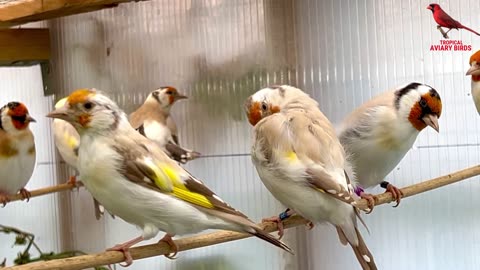 Golfinch Sounds and Song - aviary birds - carduelis, major goldfinch mutations