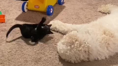 Tiny kitten giant dog staring contest.