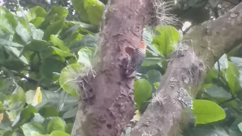 pájaro carpintero trabajando