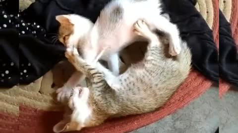 Cat fighting with?????👌👌👌