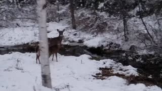 Telling Deer To Go Off My Property