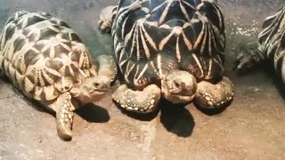 babies turtles