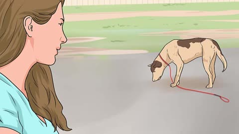 How to deal With a Stray Dog