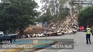 ‘Avalanche’ de cabras fecha estrada na Califórnia
