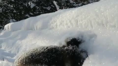 bunny in the snow