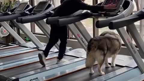 Funnyy dogs fitness