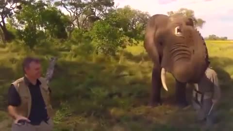 An elephant playing with a wildlife photographer: he playfully steals his hat then return it back