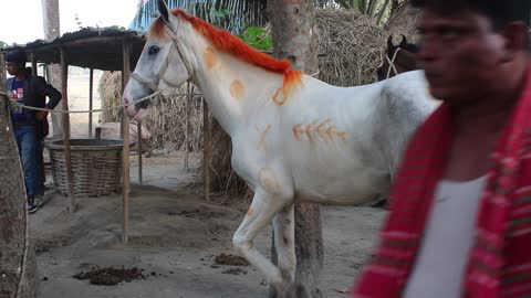 Pakistani race horse