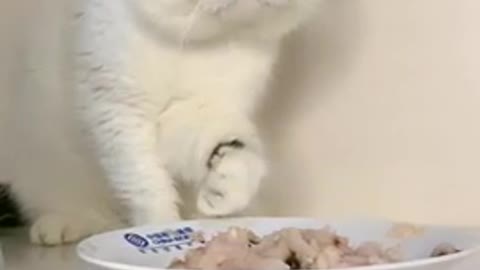 Cute_so_beautiful__compilation_sweet__fanny_short_cat_pussi_Animal_lover_food_eting_video.