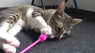 I Play With the Pink Mouse