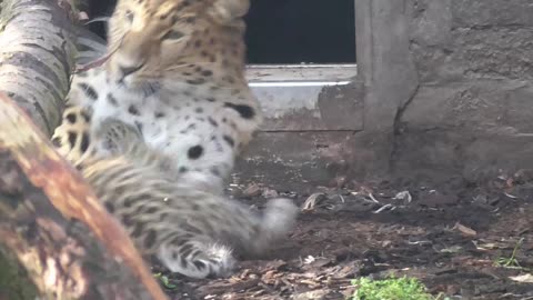 Amur Leopard Litter