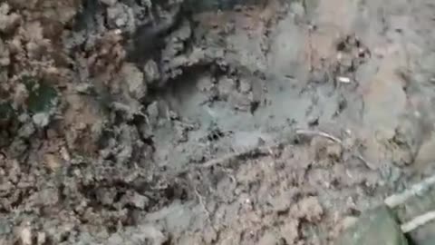 Tesouro encontrado em baixo de uma pedra