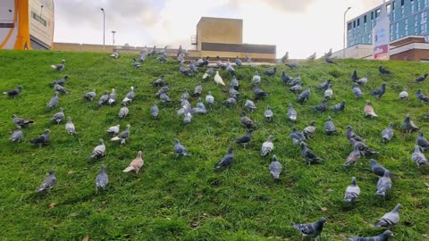 Beautiful Pigeons